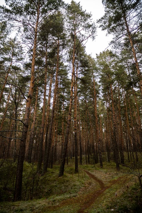 Gratis lagerfoto af fyrretræer, græs, lodret skud