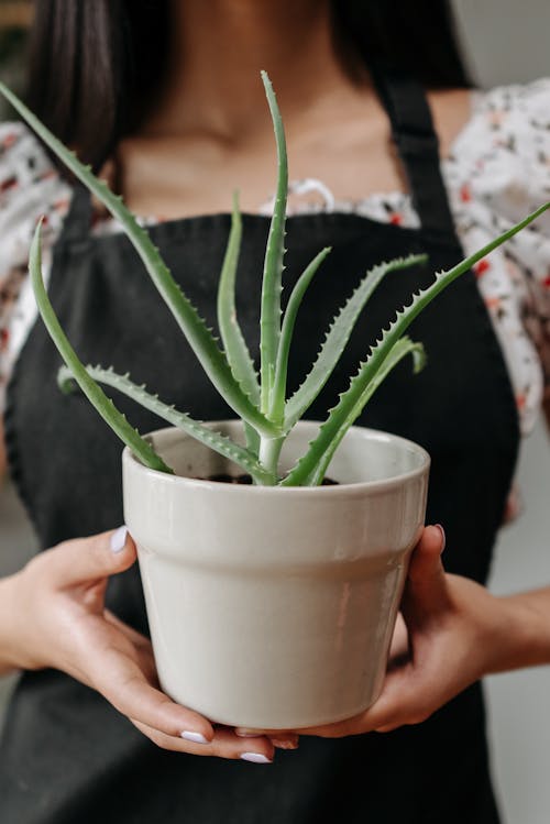 Gratis stockfoto met Aloë vera, bloempot, botanisch