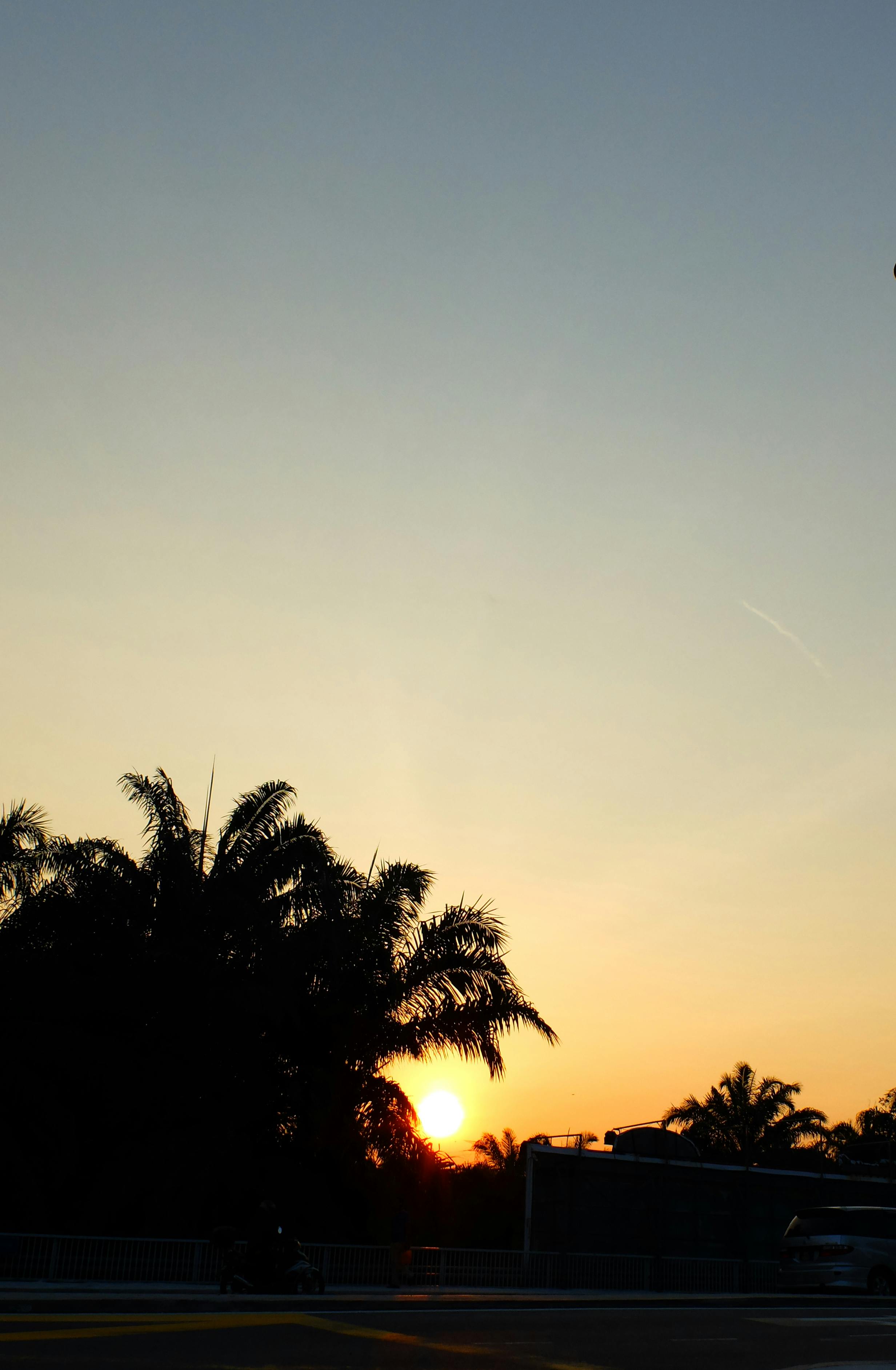 silhouette of coconut tree