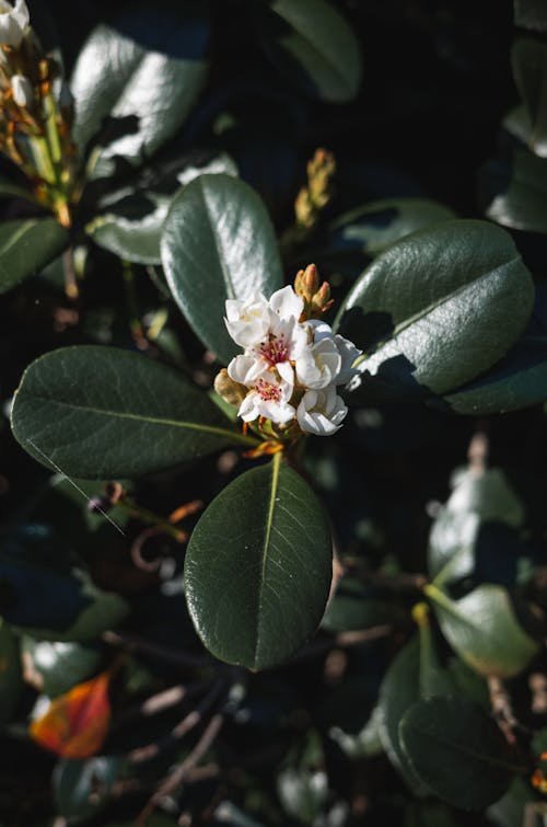 Fotobanka s bezplatnými fotkami na tému biele kvety, indický hloh, kvetinová fotografia