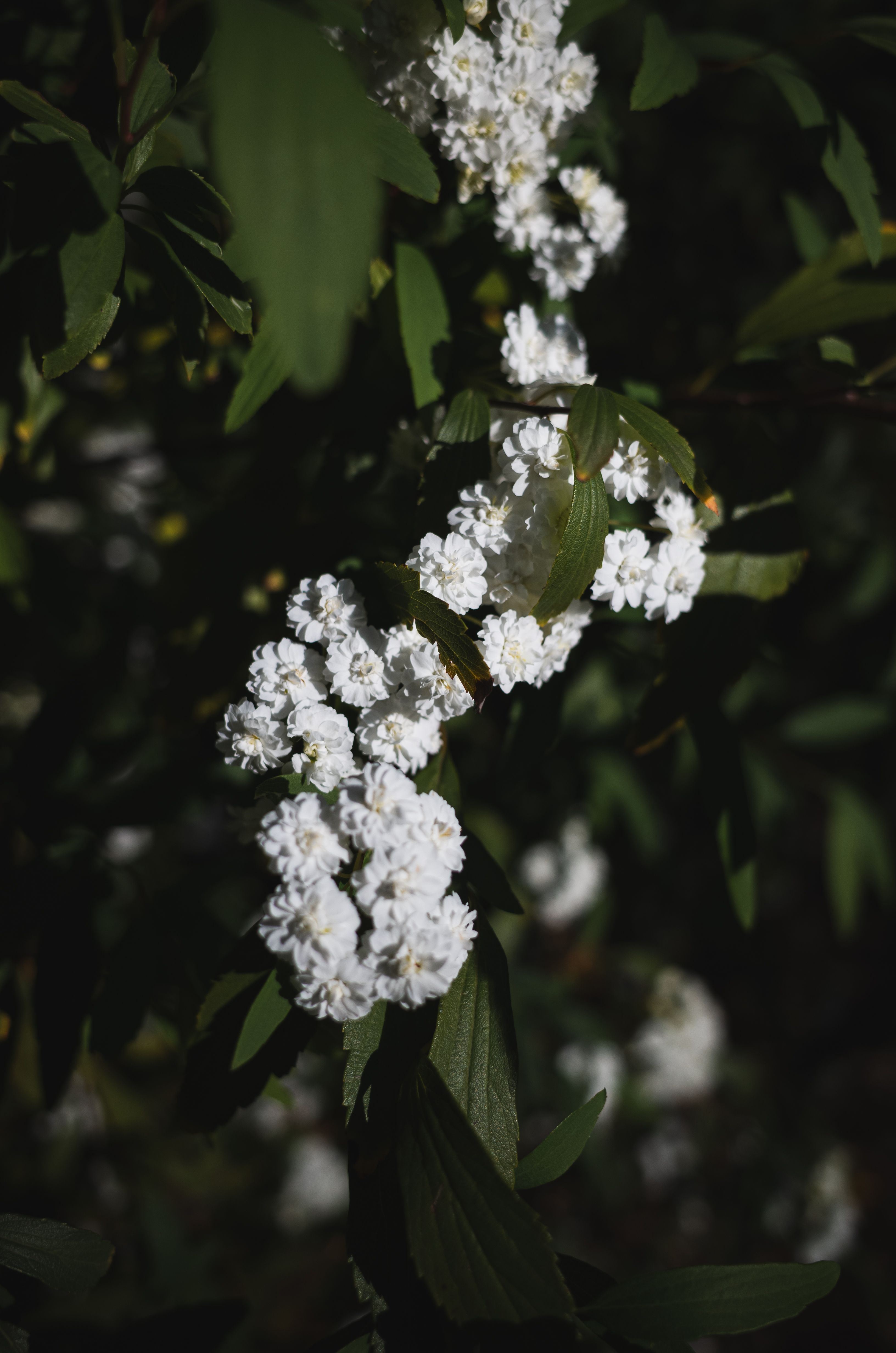 Close-up Photo of a Plant with White Flowers · Free Stock Photo
