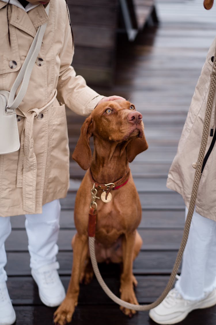 A Pet Dog On A Leash 