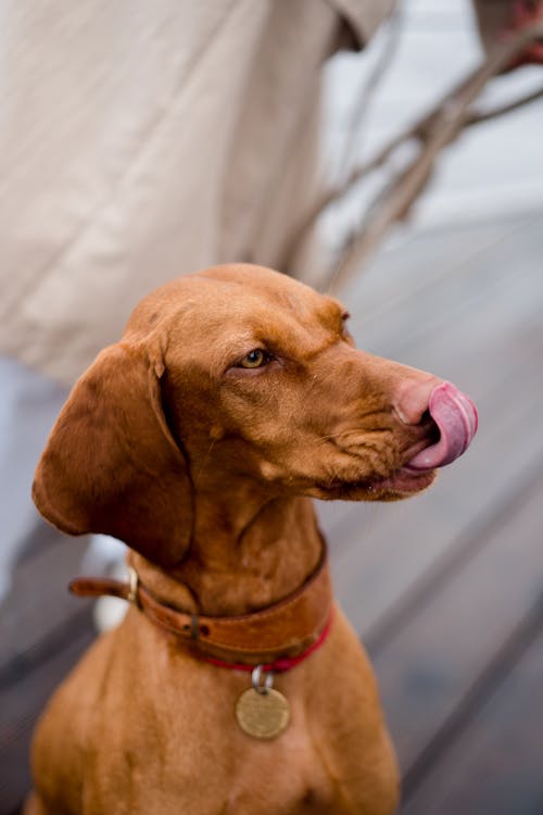 Ingyenes stockfotó állat, aranyos, barna kutya témában Stockfotó