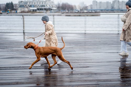 A Child and a Dog Running on a Wet Wooden Floor Near the Sea