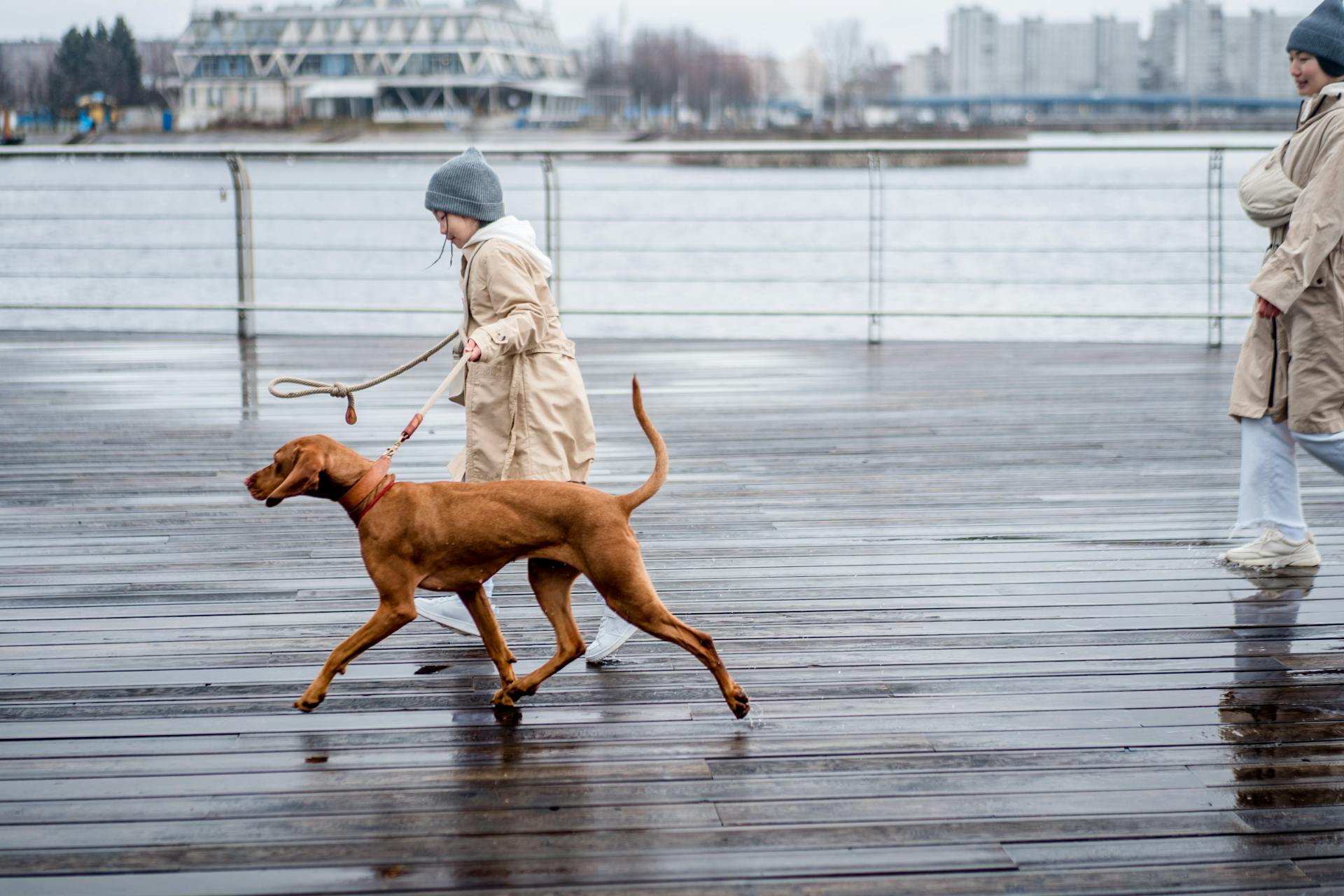 A Child and a Dog Running on a Wet Wooden Floor Near the Sea