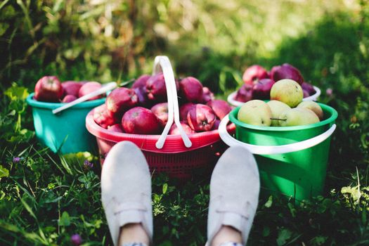 Red and Green Apples in Blue Plastic Container