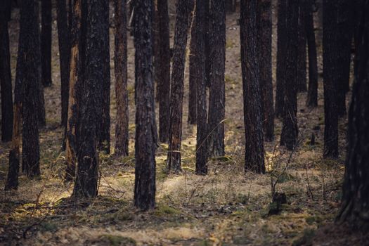 A serene pine forest with dappled sunlight filtering through the trees, creating a peaceful atmosphere.