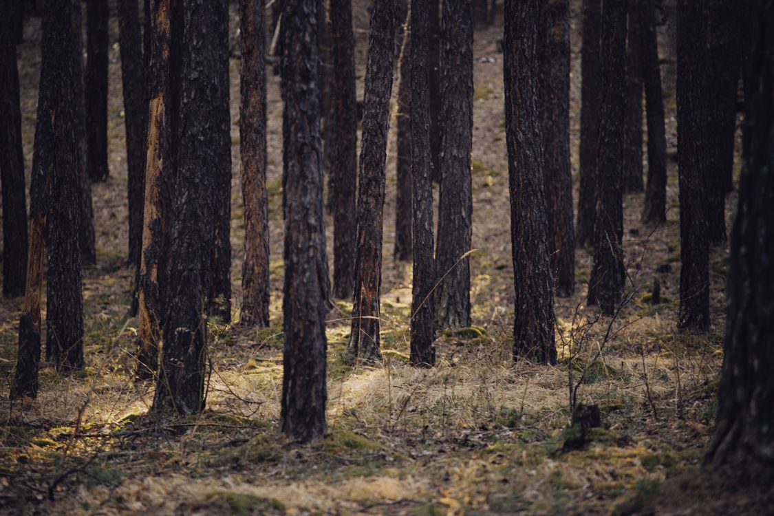 Tree Trunks on a Forest · Free Stock Photo