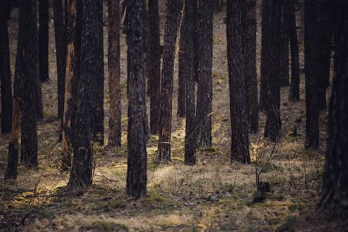 Free A serene pine forest with dappled sunlight filtering through the trees, creating a peaceful atmosphere. Stock Photo