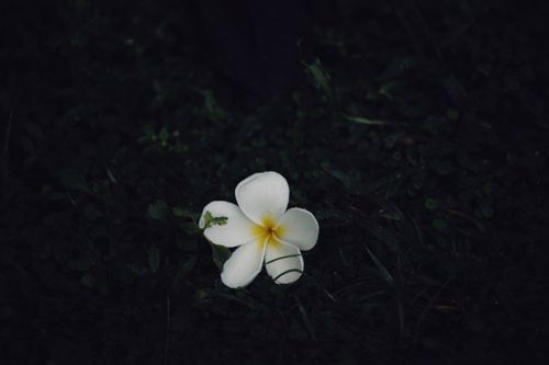 Free A serene close-up of a single white frangipani flower resting on a dark ground. Stock Photo