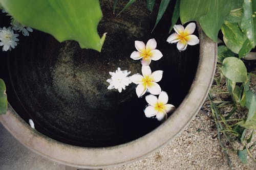 Beyaz çiçekler, dikey atış, havza içeren Ücretsiz stok fotoğraf