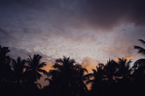 Silhouette of Palm Trees Under a Cloudy Sky