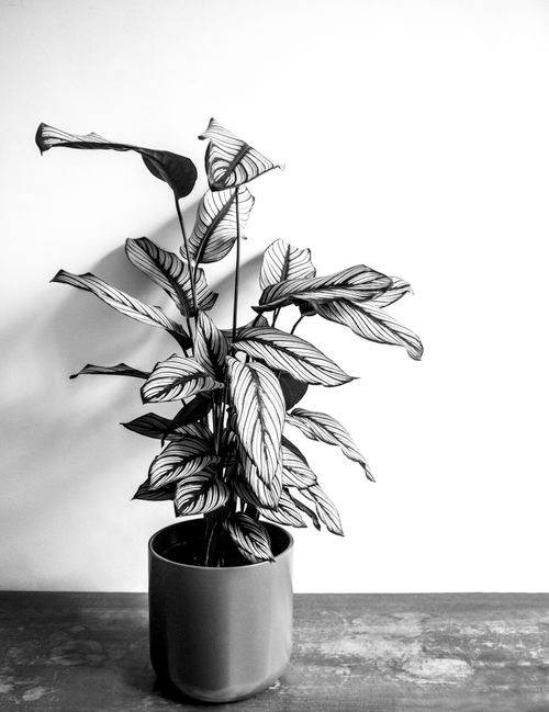 Free Minimalist black and white photo of a Calathea plant in a pot against a blank wall. Stock Photo