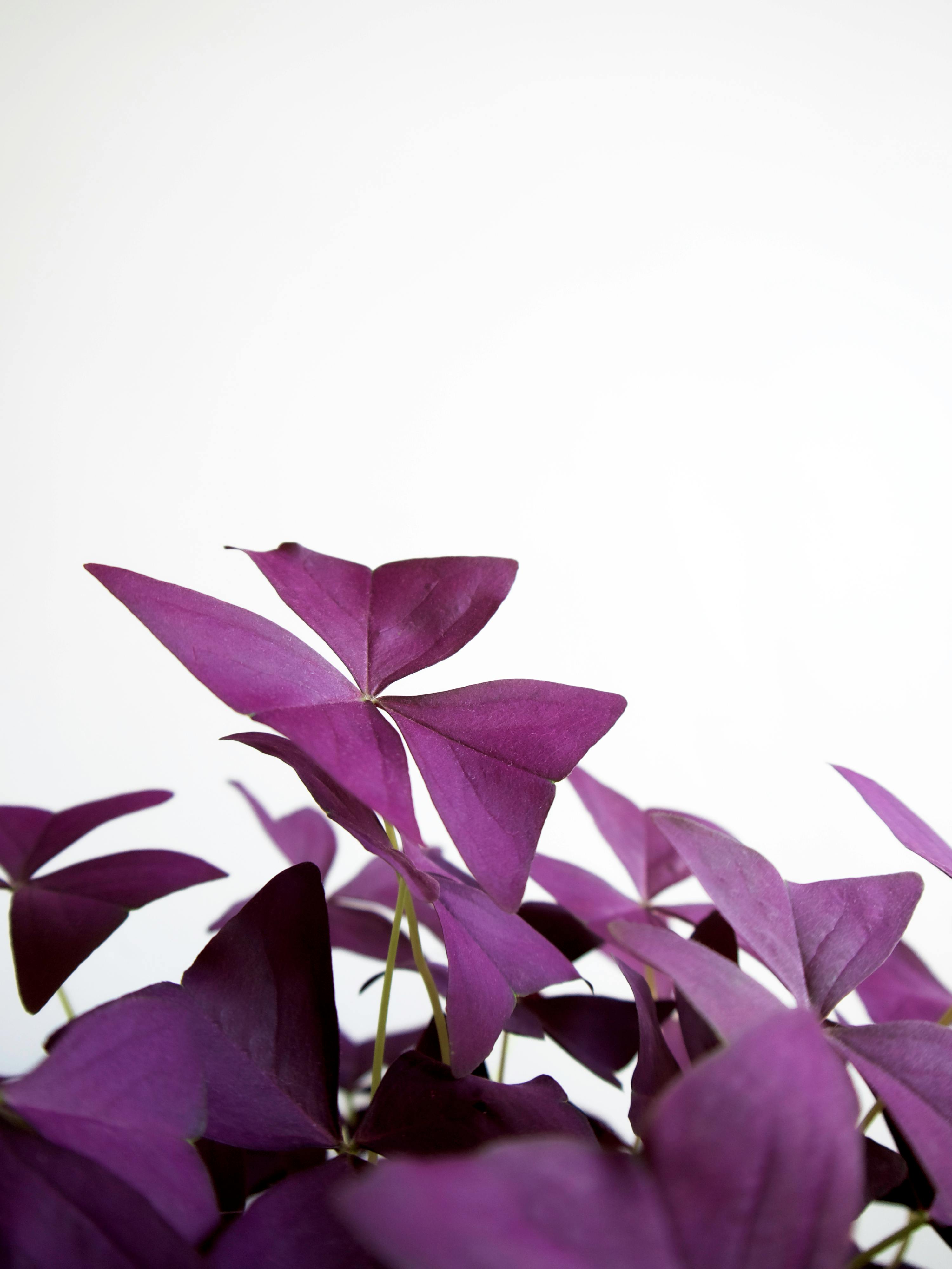 Oxalis Plant in Closeup Photography · Free Stock Photo