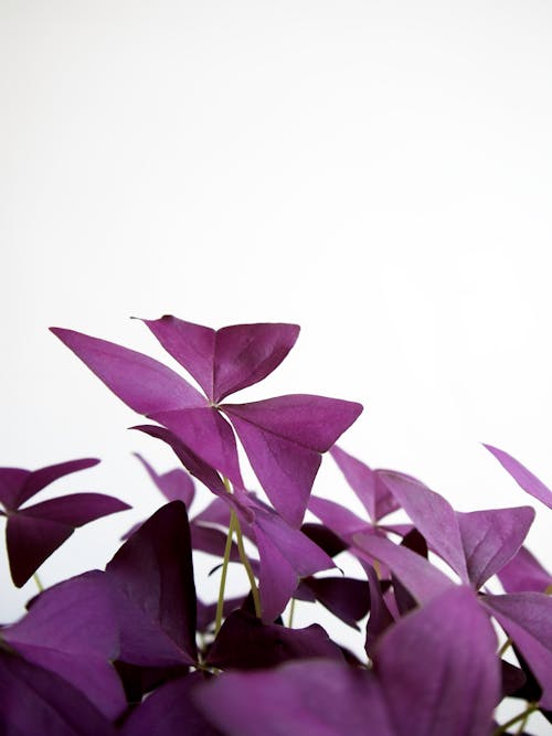 Oxalis Plant in Close-up Photography