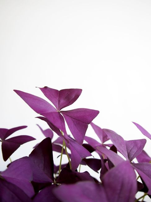 Vibrant purple leaves of an oxalis plant against a plain white background.