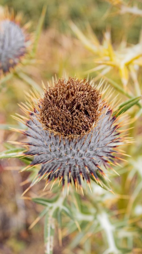 Free stock photo of flower Stock Photo