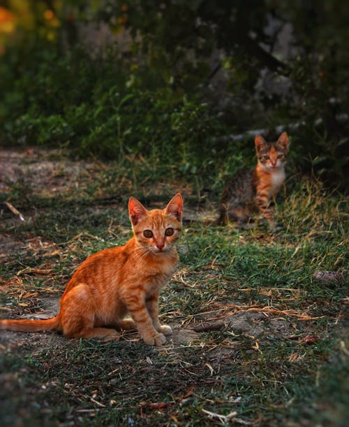 Free Close-up Photo of an Orange Kitten Stock Photo