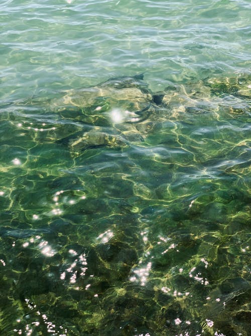 Gratis stockfoto met groen water, Helder water, kalm water Stockfoto