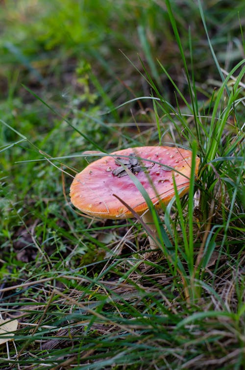 Close-Up Shot of a Fungus 