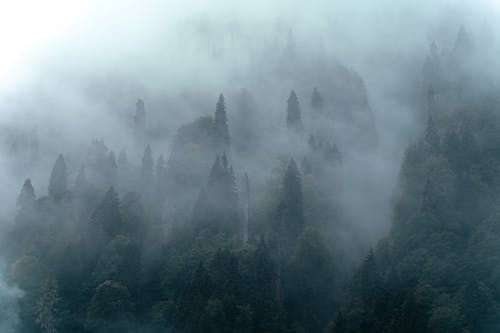 Gratis stockfoto met dennenbomen, dichte mist, dronefoto