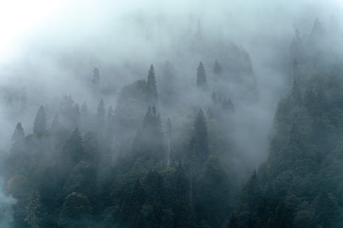 Green Trees Covered With Thick Fogs