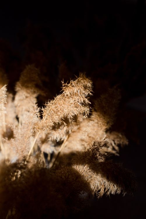 Free A beautifully lit dry bouquet casting a dramatic shadow in warm tones. Stock Photo