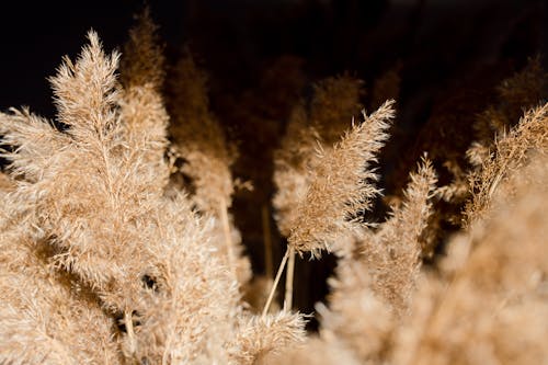 Close-Up Shot of Pampas Grass