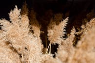 Close-Up Shot of Pampas Grass
