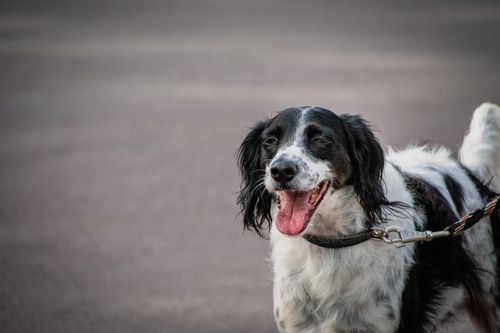 Free Close-up of a joyful Brittany Spaniel on a leash, outdoors on a sunny day. Stock Photo