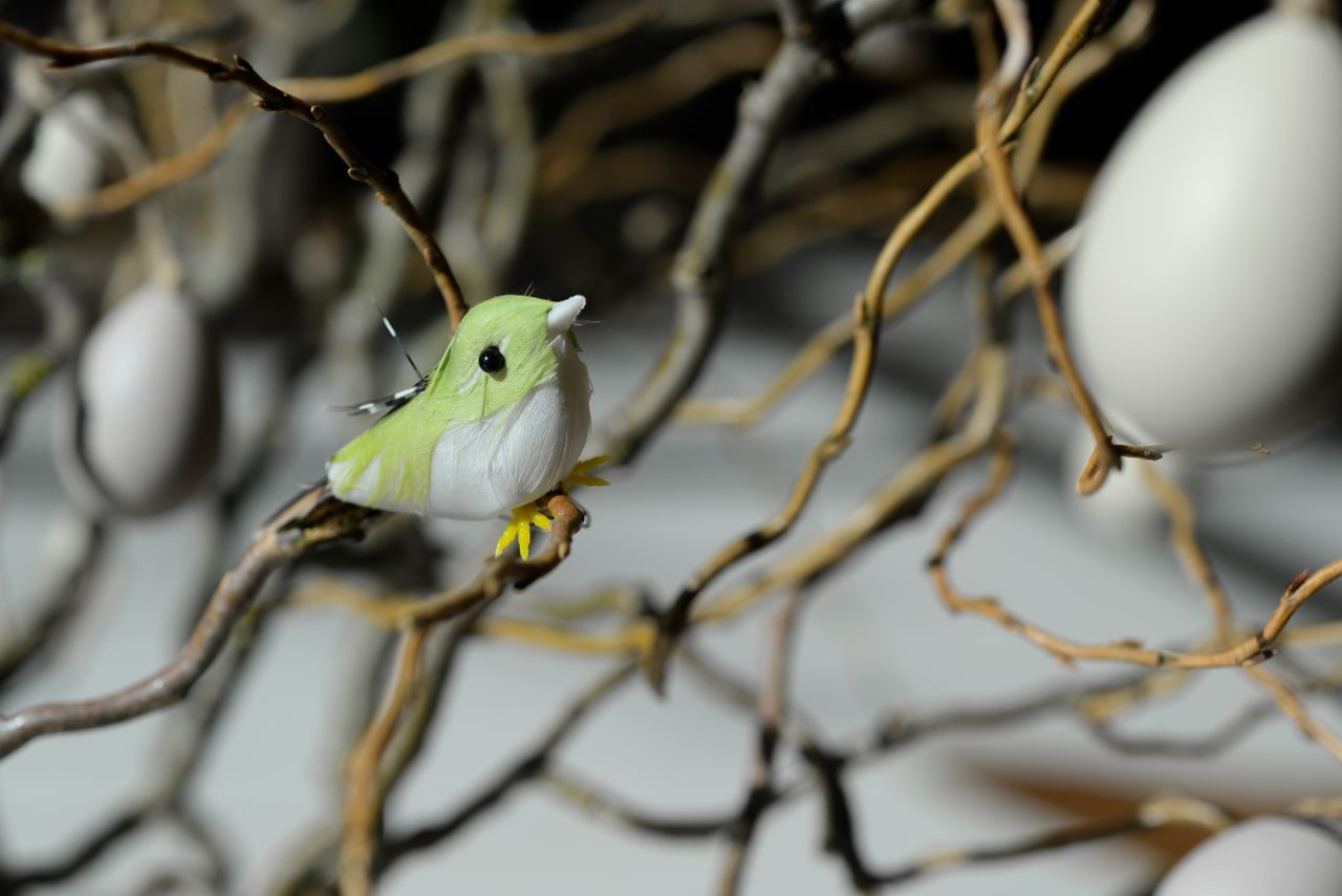 close up of a decorative bird and easter eggs on twisted branches symb