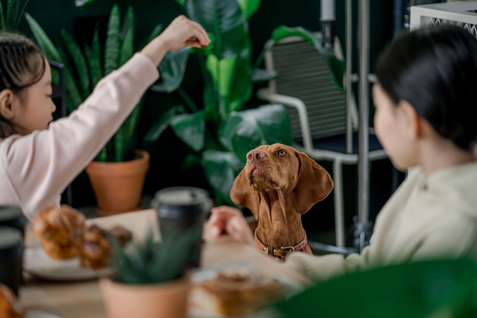 Meet Golden Child: The $37M Dog Food Brand Targeting Luxury Pet Owners