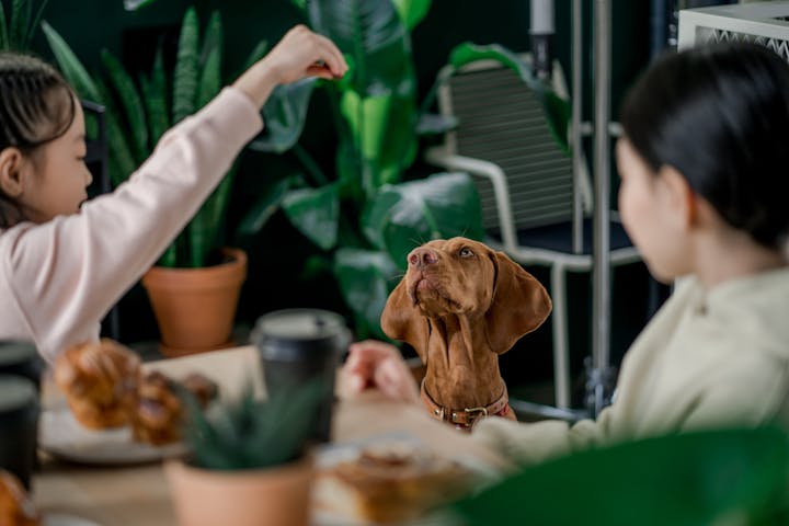 Young girls feeding a dog at home, surrounded by green plants. Cozy indoor setting with natural light.