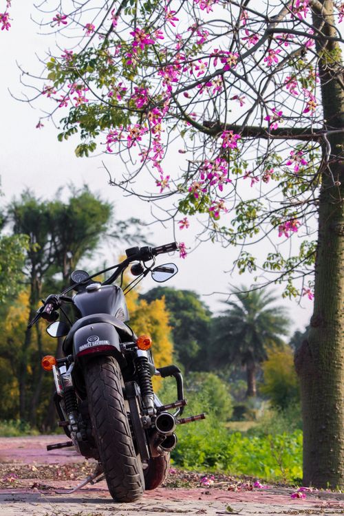 Spring Over Tree Motorcycle Black Motorcycle Parked Under Pink Cherry Blossom Tree · Free Stock Photo