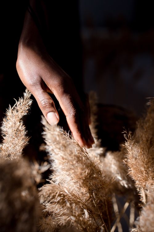 Free Close-up of a hand gently touching dried pampas grass, highlighting texture. Stock Photo
