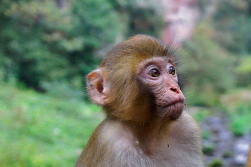 Free stock photo of baby monkey, monkey Stock Photo