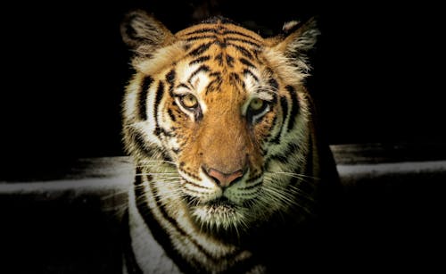 gratis Wildlife Fotografie Van Tiger Stockfoto