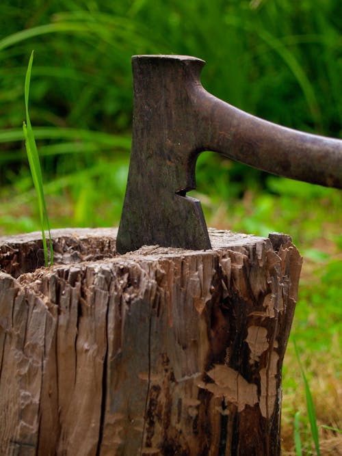 Free An Ax in a Log Stock Photo