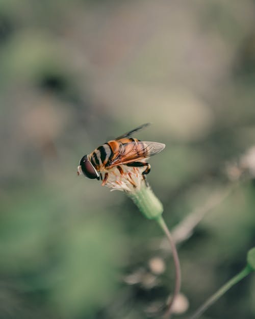 Foto d'estoc gratuïta de enfocament selectiu, flor, insecte