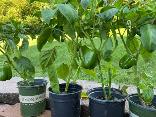 Bell Pepper Plants on Plastic Pots