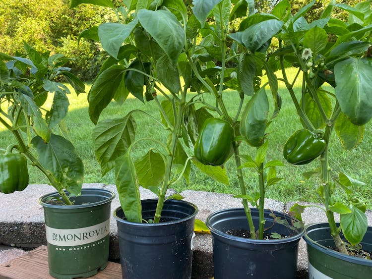 Bell Pepper Plants On Plastic Pots