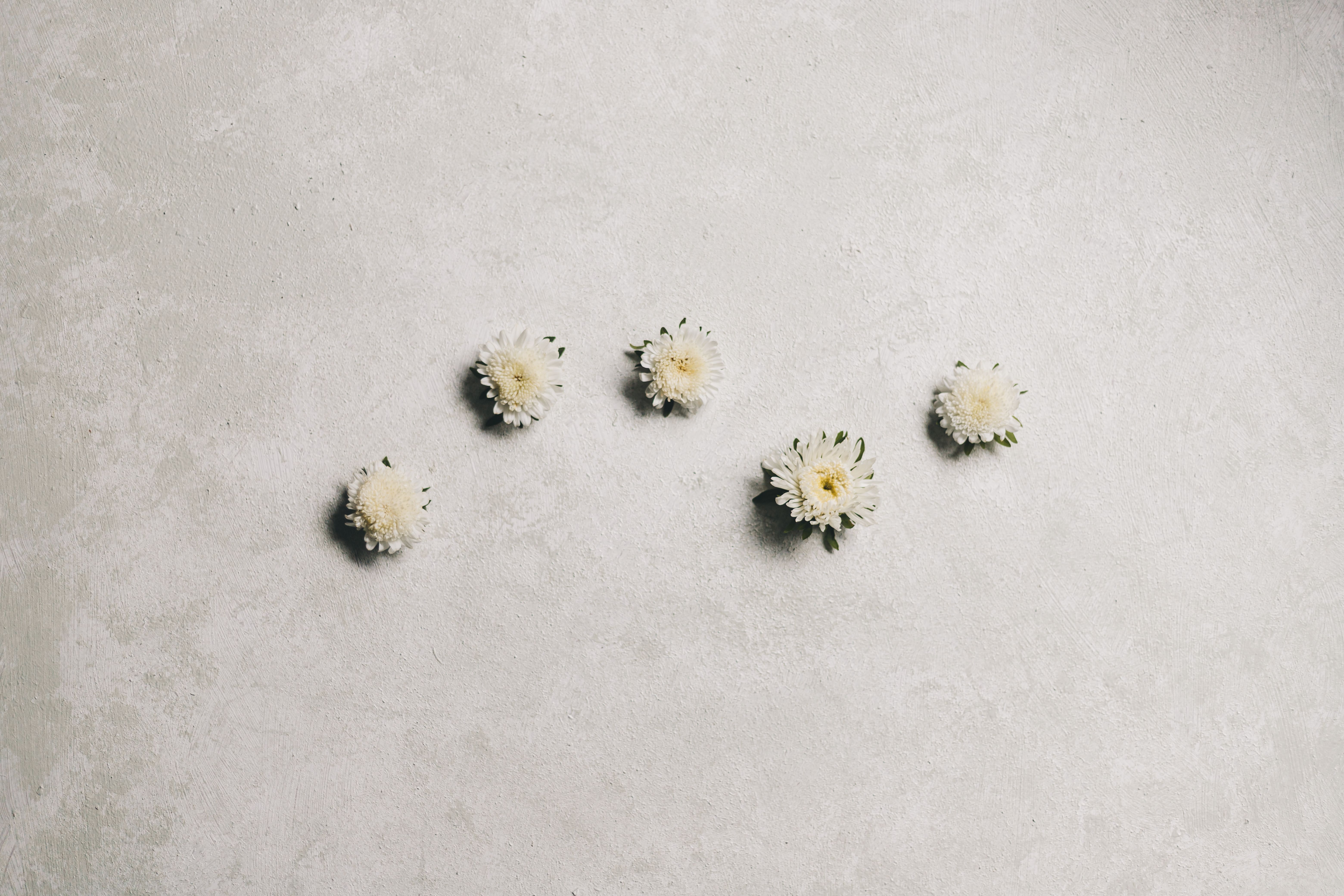 White chrysanthemum flowers elegantly displayed on a textured white surface with ample copy space.