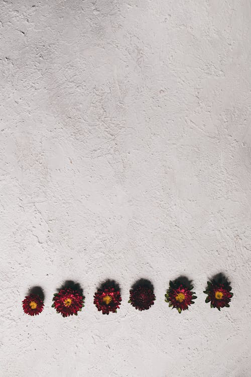Imagine de stoc gratuită din flori, fotografiere verticală, fundal alb