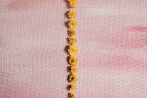Imagine de stoc gratuită din flori, fundal roz, galben