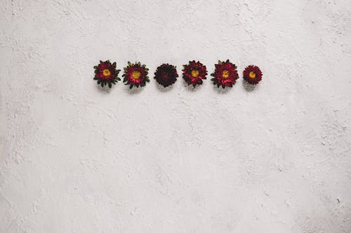 Flower Heads on a White Background