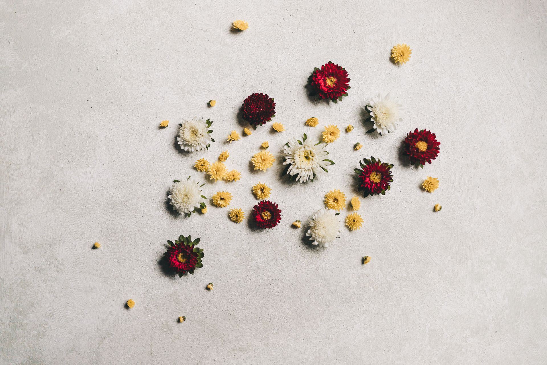 Flat lay of red, yellow, and white chrysanthemum flowers arranged on a light background.