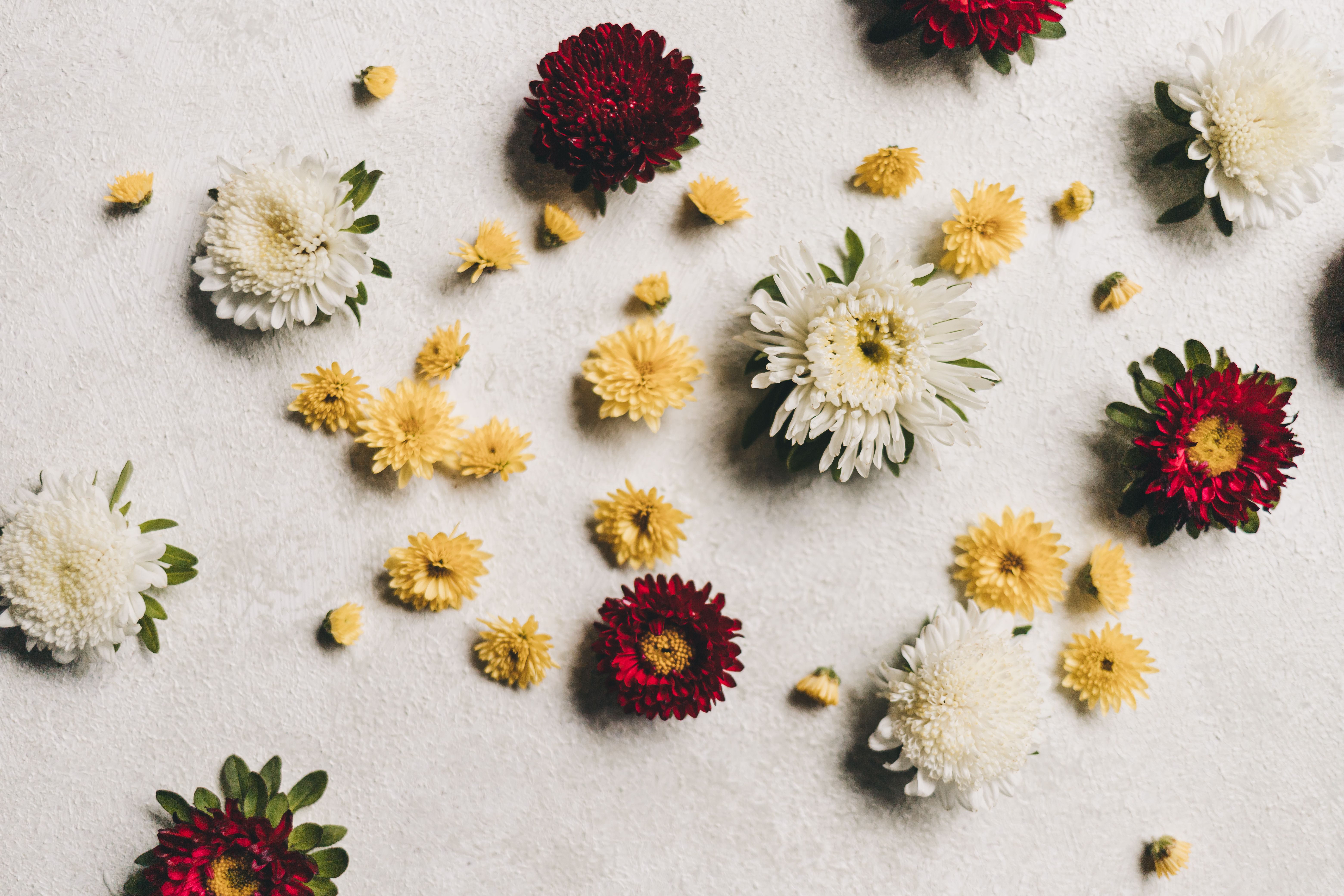 Les 7 Fleurs Comestibles Oubliées qui Nourrissent votre Microbiote et Libèrent une Énergie Vitale In