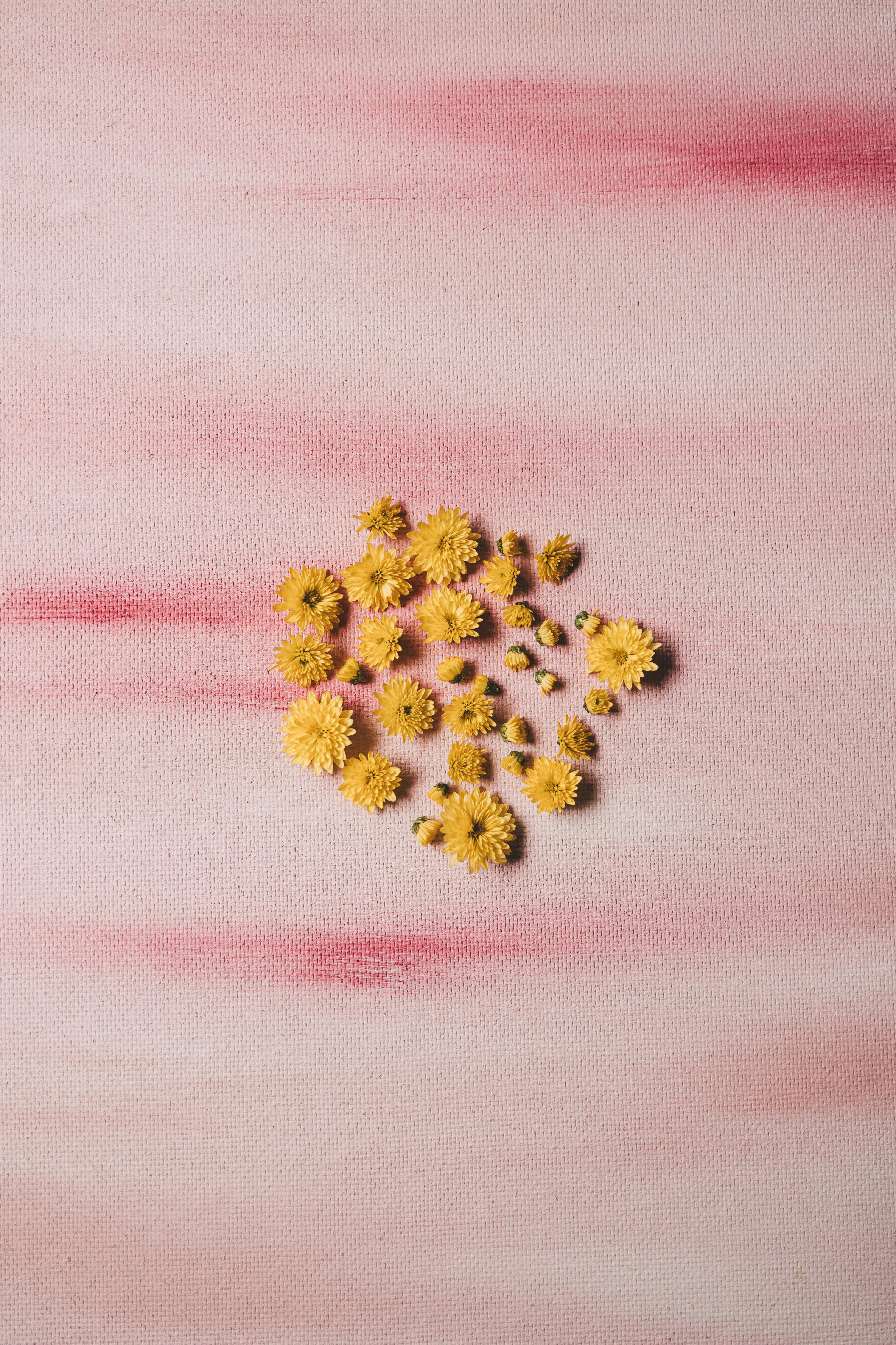 Arrangement of yellow flowers on soft pink gradient background, perfect for floral themes.