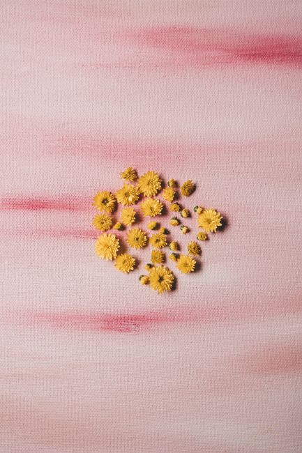 Arrangement of yellow flowers on soft pink gradient background, perfect for floral themes.