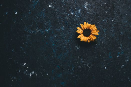 Minimalist photograph of a solitary yellow flower on a dark textured surface, perfect for backgrounds.